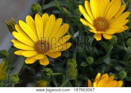 Closeup Of A Yellow Flowers Garzania Flower Blossomed In The Garden