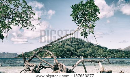 In The Beautiful  Island Cosatline And Tree