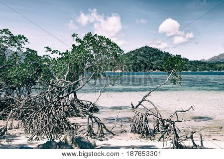 In The Beautiful  Island Cosatline And Tree