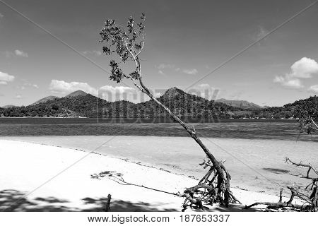 In The Beautiful  Island Cosatline And Tree