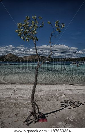 In The Beautiful  Island Cosatline And Tree