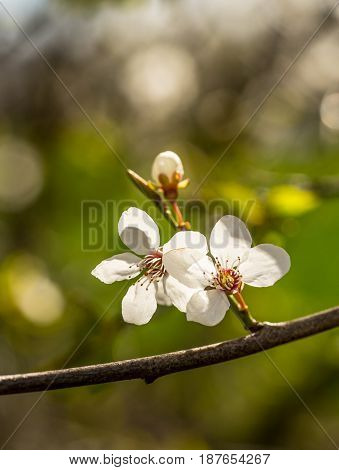 Spring brings the branches of the trees to flowering. Small delicate white flowers in the spring sun