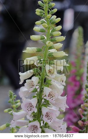 A Colorful Digitalis Plant Has Bloomed In The Garden