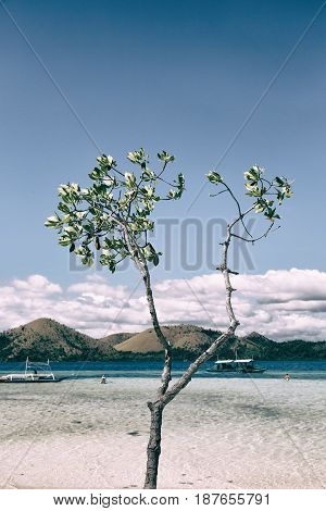 In The Beautiful  Island Cosatline And Tree