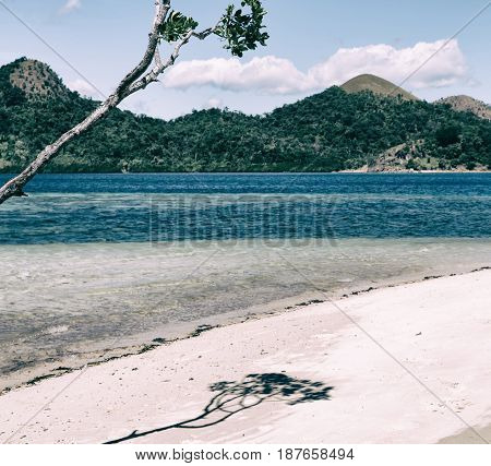 In The Beautiful  Island Cosatline And Tree