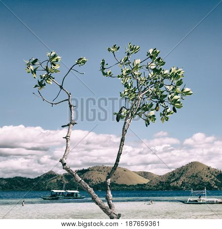 In The Beautiful  Island Cosatline And Tree