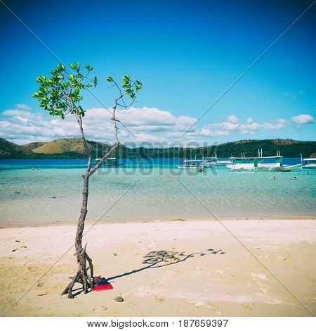In The Beautiful  Island Cosatline And Tree