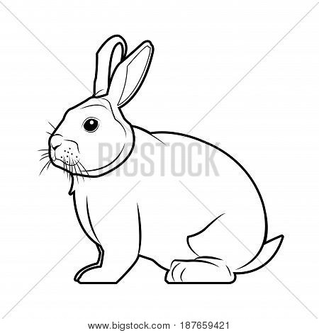 wild rabbit nature rodent farm image vector illustration