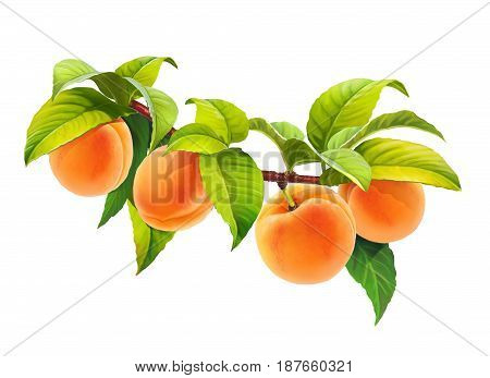 Apricot on branch with leaves, png without background