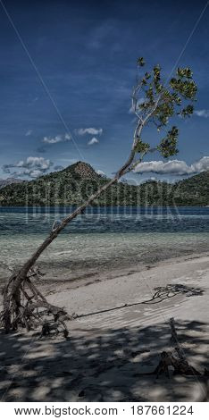 In The Beautiful  Island Cosatline And Tree
