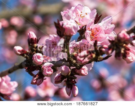 Sakura flowers only blossomed in spring on a tree in the city of Mukacheve Ukraine