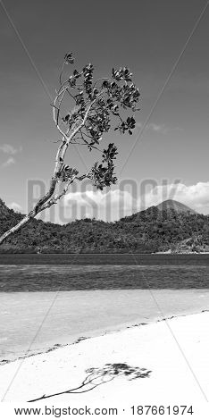 In The Beautiful  Island Cosatline And Tree