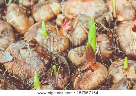 Lots Of Gladioli Bulbs In The Tray