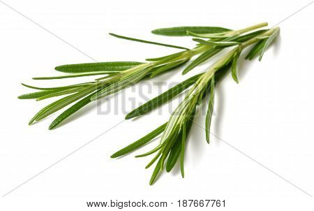 rosemary sprigs isolated on a white background