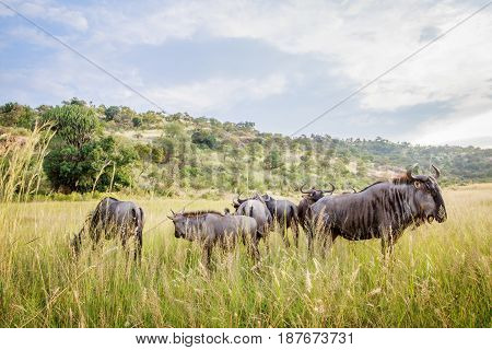 Group Of Blue Wildebeest Standing In High Grass.