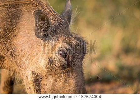 Close Up Of An Eating Warthog.