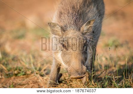 Close Up Of An Eating Warthog.