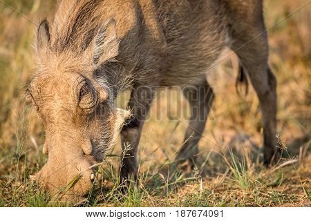 Close Up Of An Eating Warthog.