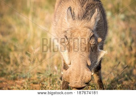 Close Up Of An Eating Warthog.