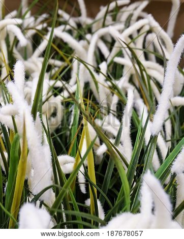 Artificial Feather Pennisetum or Mission Grass for Home and Office Decoration without The Care.