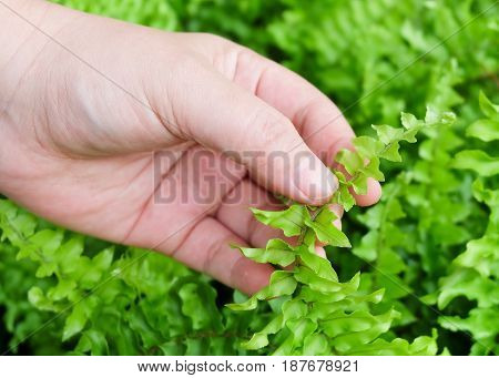 Ecology and Environment Concept Closeup of Hand Holding Carefully Pteridophyta or Tassle Ferns. Taking Care of The Garden.