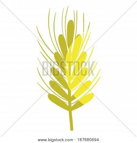 healthy wheat organ plant nutricious, vector illustration