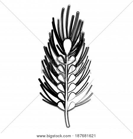 figure healthy wheat organ plant nutricious, vector illustration