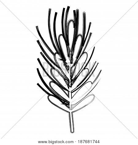 figure healthy wheat organ plant nutricious, vector illustration