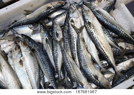 Mackerel