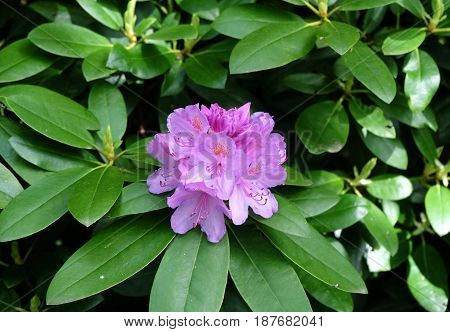 Flowering evergreen shrub rhododendron (Lat.- Rhododendron ponticum)