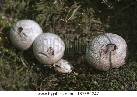 Puffball mushrooms on a stump - Lycoperdon pyriforme in a moss