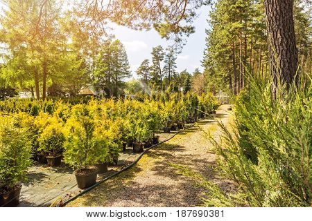 outdoor plant and tree nursery on sunny day