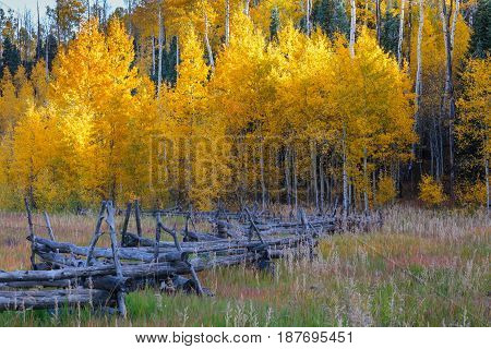 Autumn Scenery in the Rocky Mountains of Colorado