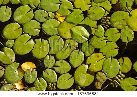 Small lily pads on a pond without flowers in the bright afternoon sun