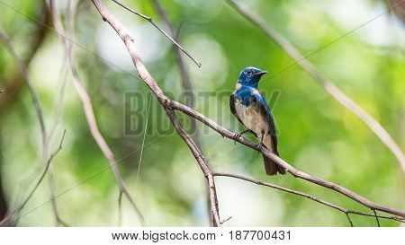 Bird (blue-and-white Flycatcher) On A Tree