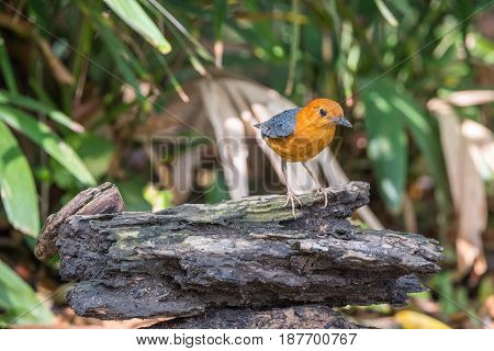 Bird (orange-headed Thrush) In A Wild