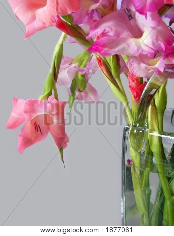 Glads ร้อน