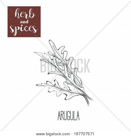 Arugula hand drawing. Herbs and spices. Vector illustration skech arugula