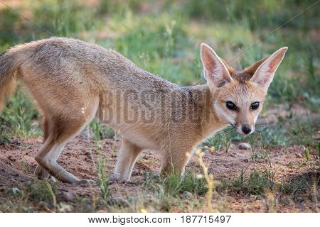 Cape Fox Starring At The Camera.