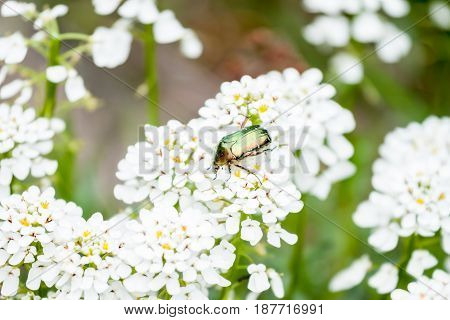 green maybug sitting on beautiful white flowers