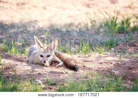 Cape Fox Laying In The Sand In Kgalagadi.