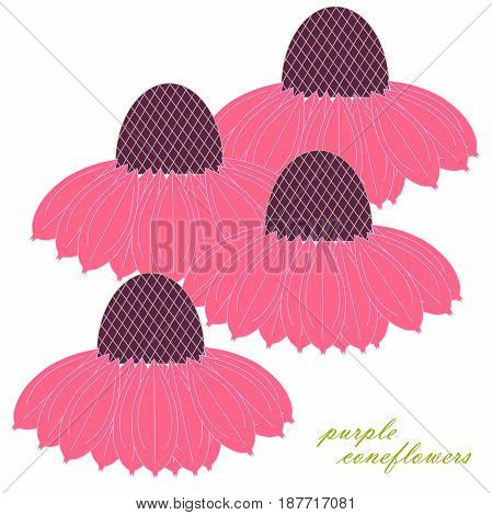 Purple coneflowers for decorated on white stock vector illustration