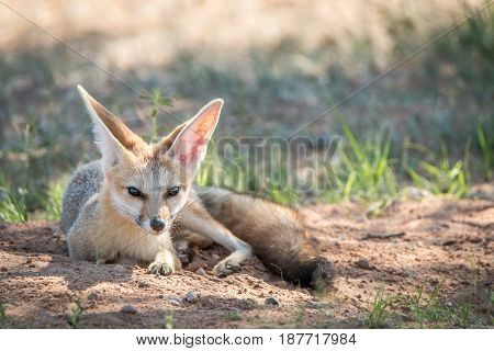 Cape Fox Laying In The Sand In Kgalagadi.