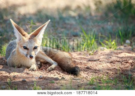 Cape Fox Laying In The Sand In Kgalagadi.