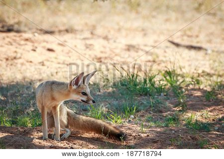 Side Profile Of A Cape Fox In Kgalagadi.