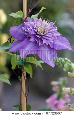 A Flower Of Purple Flower Clementis With Open Petals