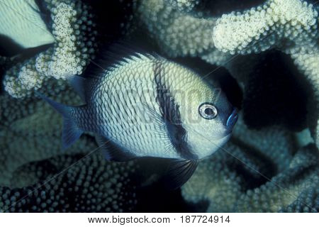 A Reticulated Damselfish, (Dascyllus reticulatus) swims near coral at the Kwajalein Atoll in the Pacific