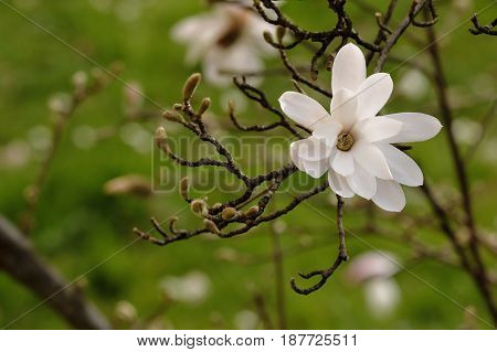 a white magnolia stellate blossomed on the branch