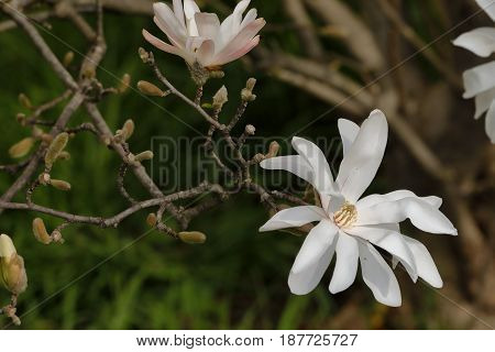 a white magnolia stellate blossomed on the branch