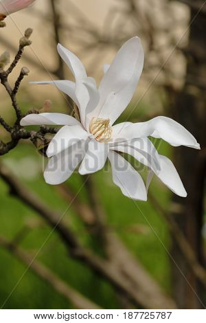 A white stellate magnolia it blossomed between the branches of the tree